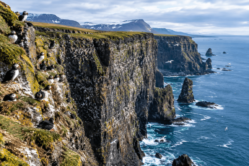 acantilado de Látrabjarg en los fiordos del oeste de Islandia